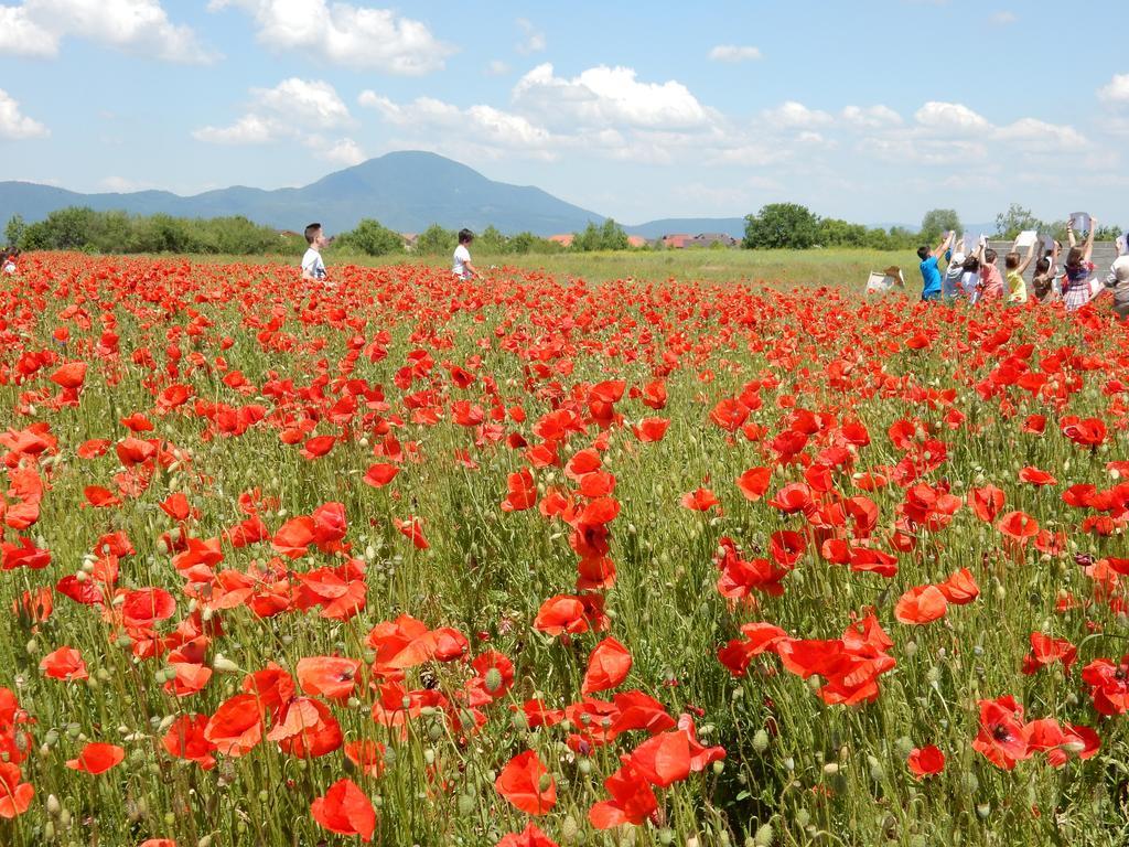 Pensiunea Cetatea Craiului Rîşnov Esterno foto
